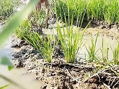 village lady in rice field upskirted